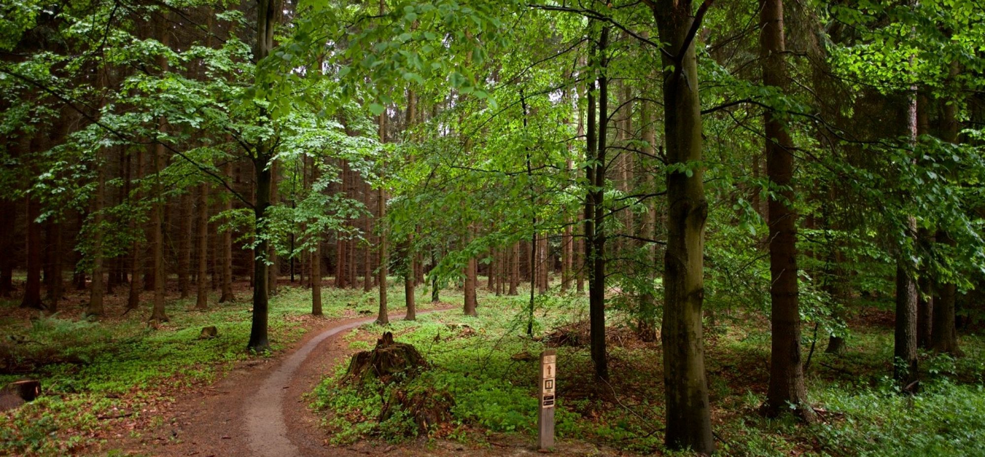 Czech Republic Model Forest